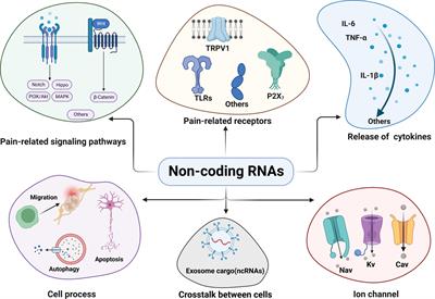 The emerging power and promise of non-coding RNAs in chronic pain